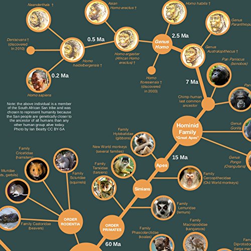 Evolution & Classification of Life Poster 24x36"