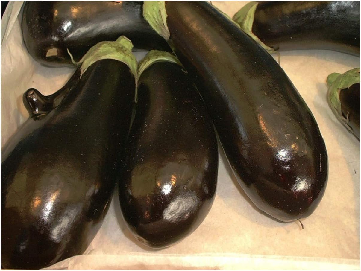 PREMIER SEEDS DIRECT - Aubergine - MONEYMAKER F1-40 Seeds, Purple