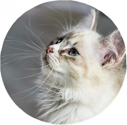 Diythinker Blanc Animaux Chat Profil Animal Mignon Stare Anti Slip Etage Pet Tapis Ronde Salle De Bain Salon Cuisine Porte 80cm Cadeau 80 X 80cm Multicolor Amazon Fr Cuisine Maison
