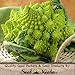 100 Fresh Seeds, Broccoli "Romanesco" (Brassica oleracea) Seeds by Seed Needs