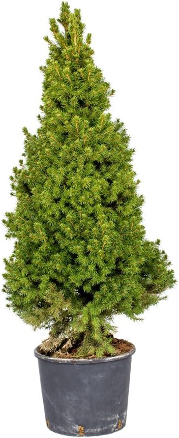 Echter Weihnachtsbaum Zuckerhutfichte "Albert" im Topf ca. 100 cm 