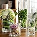 Noah Decoration Hand-Blown and Handmade Cylinder Clear Glass Flower and Filler Vase for Home and Wedding Indoor and Outdoor Decoration 4.33