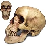 Voodoo Spells: What They Really Mean and How They Work 3 61wRo2gunfL. AC UL160 SR160,160 Voodoo Spells: What They Really Mean and How They Work