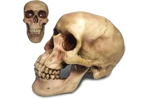 GENERIC Zomhaos Resin Skull Decor, Plastic Skull Model for Home, Shrunken Head Life Size Skeleton, Simulation Skeleton Head Medical Skull Art Copy for Halloween Decor