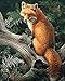 Yumeart 5D DIY Diamond Painting Cross Stitch Kits Rhinestones Pasted Picture Drawing Animals Fox Children's Room Wall Sticker 30x40cm(12x16