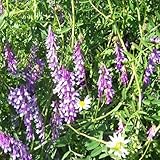 Outsidepride Hairy Vetch Seed - 10 LB