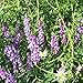 Outsidepride Hairy Vetch Seed - 10 LB
