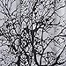 Waterproof Shower Curtain - Modern Black & White Tree Design - 70 inches x 70 inches (180 cm X 180 cm) - Includes curtain rings, By DOZENEGG