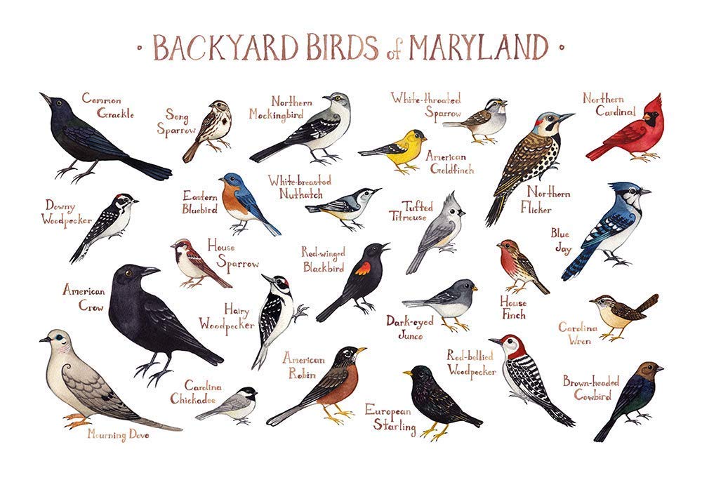 Backyard Birds of Maryland Field Guide Art Print Handmade