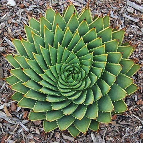 5PCS Aloe polyphylla Seeds Amazing Courtyard Plant