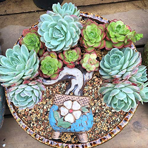 The Next Gardener Succulent and Cactus Soil Bonsai Gritty Mix, Pre-Mixed Faster Draining Blend, No R - //coolthings.us