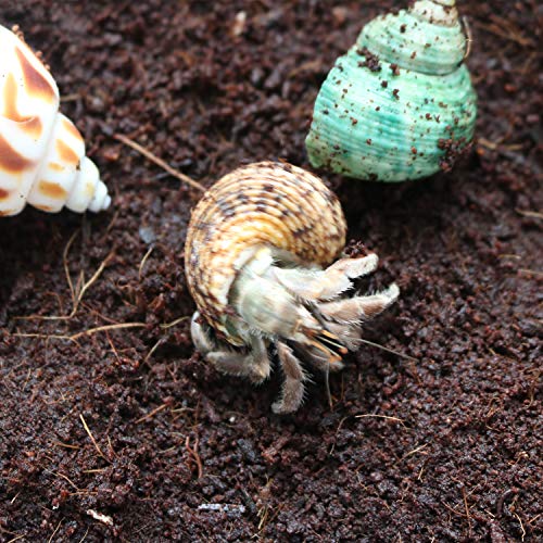Hermit Crab Shells/Turbo Shells/15Pcs Assorted Turbo Shells and 1Pcs Natural Coconut Hide Reptile Hideouts/Seashell Opening Size 0.78\