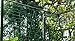 Amgate Nylon Trellis Netting Plant Support for Climbing Plants, Vine Trellis Net, 2.95Ft 5.9Ft