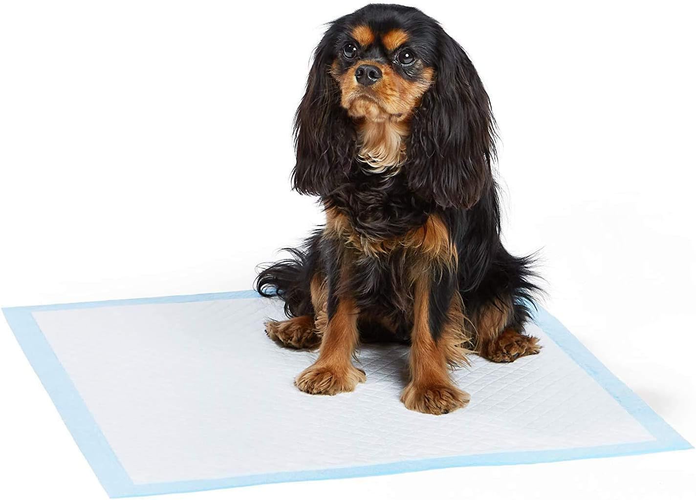 dog pads amazon