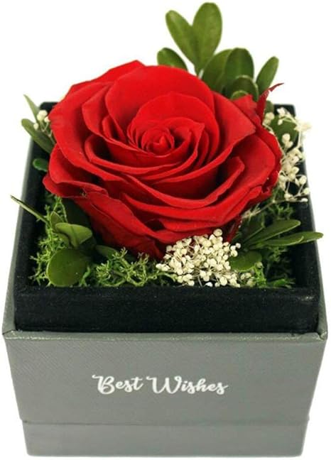 Stella Di Natale Appassita.Sklla Fiori Rose Rose Mai Appassite Fiori Immortali Di Lusso Regali Per San Valentino Vigilia Di Natale Anniversario Natale Regali Di Natale Red Amazon It Sport E Tempo Libero