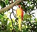 S&F Life Size Hanging Parrot Statue Like a Real Parrot Patio Lawn Ideal Decor for Nature Lovers Tropical Bird Collectors (Big Szie)