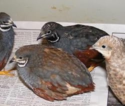 12+ Fertile button quail eggs variety of color