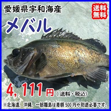 Amazon 愛媛 メバル 1 0gサイズ 400 500g原体分 刺身 煮魚 焼魚 干物 下処理済み 宇和海の幸問屋 宇和海の幸問屋 鮮魚 通販
