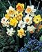 60 Days of Daffodils 25 Bulbs - Blooms February thru April! - 12/14 cm Bulbs