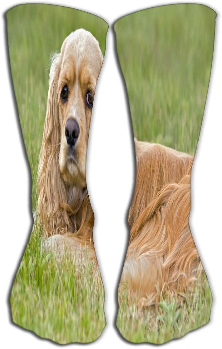 high cotton english cockers