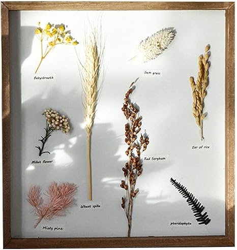 Amazon 乾燥した植物標本をエンボス加工に適した木製の吊りフォトフレーム Diyアートワークの表示枠 ドライフラワーディスプレイ 家庭用壁飾り クロム アートフレーム ポスター オンライン通販