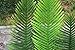 Pack of 4 Large Artificial Palm Tree Leaves 2.85 and 3.50 Feet for House Office Decor(1230#)