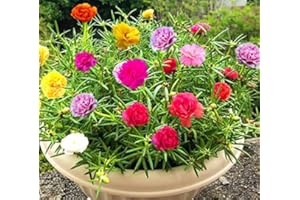 KVITER GreenCreator Mixed Moss Rose Plant Seed Mix - 1000 Seeds ‘Portulaca Grandiflora’ Flowers for Bonsai Garden Balcony Planting