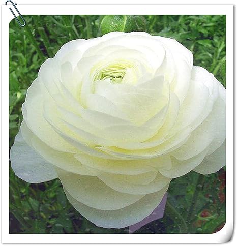 Amazon ラナンキュラス ラナンキュラス根茎 カラフル エレガントでかわいい 純粋で美しい ガーデニング 簡単な植え付け 色が多種多様である 緑植植物 30 根茎 ホワイト 花