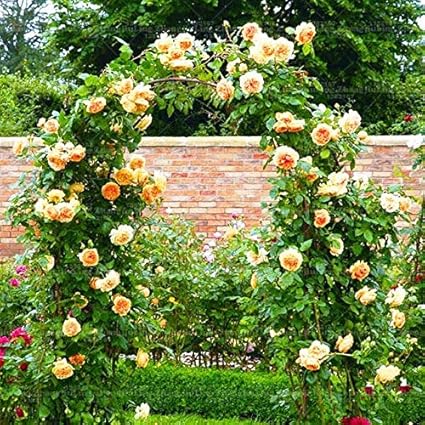 Pinkdose 100pcs Légère Boule Violette De Graisse Française