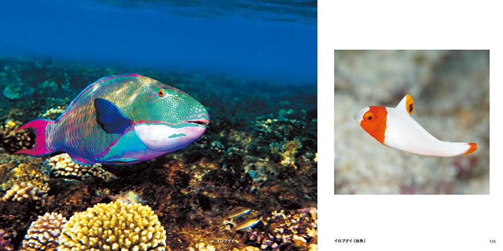 世界の美しい魚 松浦啓一 本 通販 Amazon