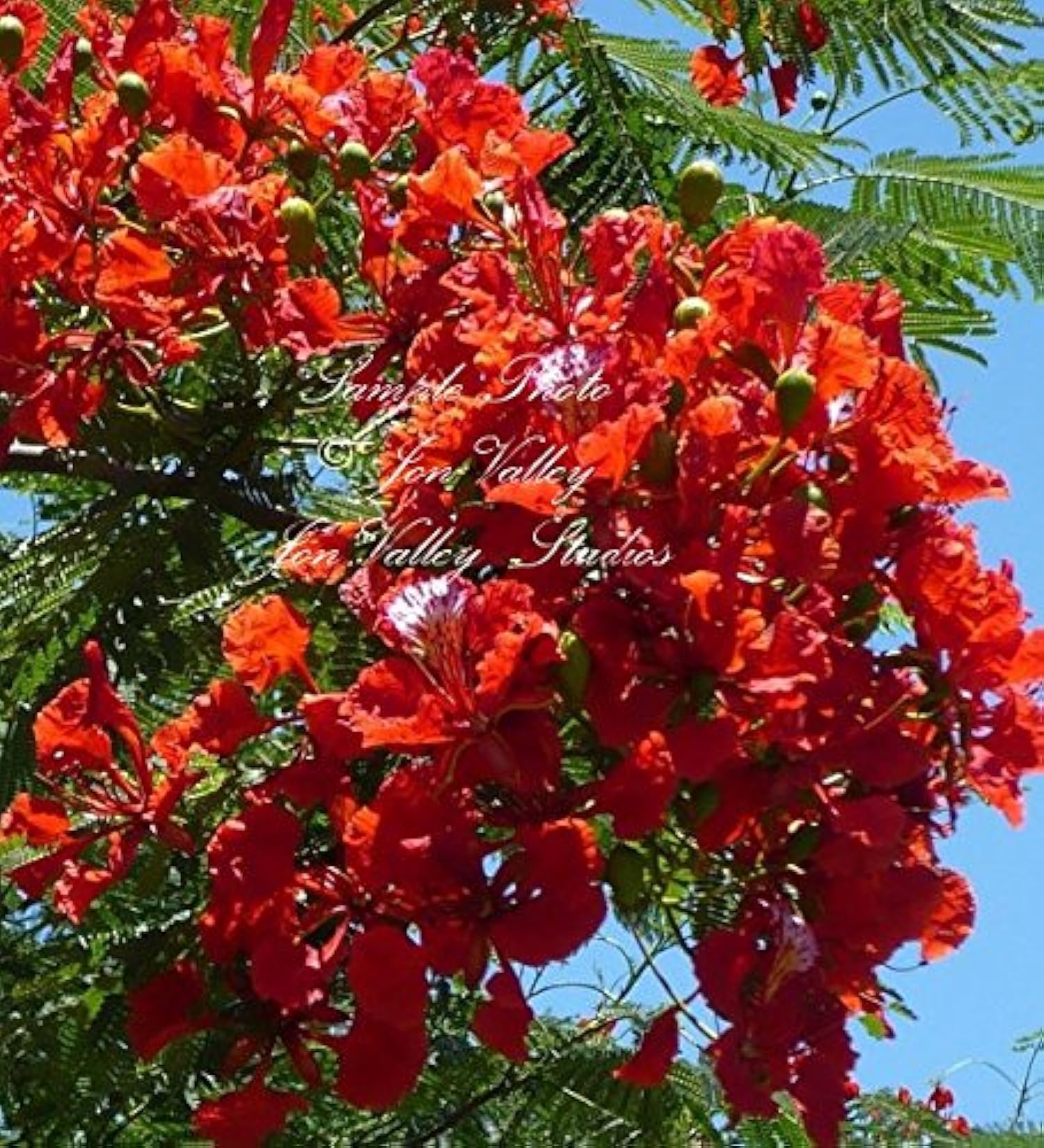 Seeds Flame Tree From Madagascar Stunning Red Flower ...