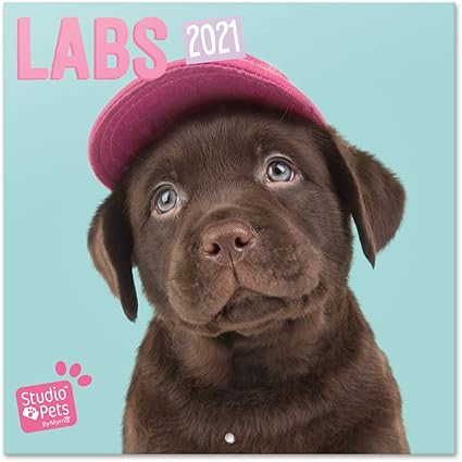 Calendario Animali 2021 Da Stampare - Calendario 2021