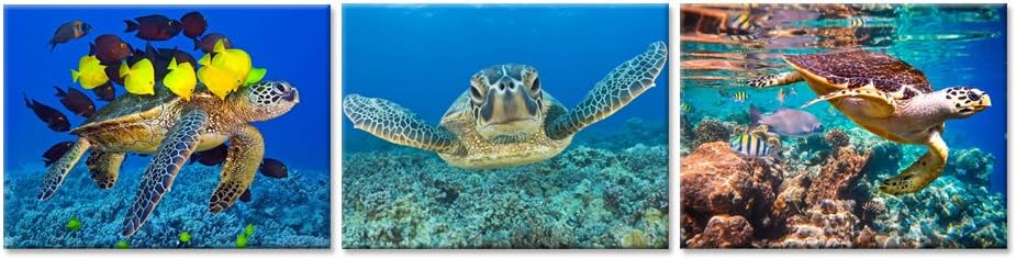 Hello Artwork 3 Pieces Canvas Wall Art Blue Sea Turtle Swimming Ocean Living Series Animal Pictures Print On Canvas for Bathroom Living Room Decor Stretched and Framed Ready to Hang (12x16inchx3pcs)