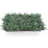 Dwarf Mondo Grass, (Ophiopogon japonicus) 'Nanus', 4-6 Inches Tall 18 Count, 3-inch pots