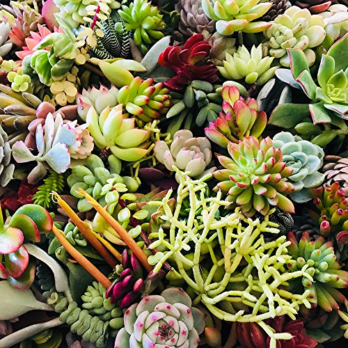 6 Succulent+Varieties+Beginners+Succulents+Terrariums