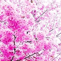 ❇️チェリー❇️ Kanhizakura Japanese Flowering Cherry Tree (prunus