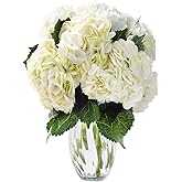 KaBloom Flowers - Beauty 6 White Hydrangeas with vase - Gift for Birthday, Sympathy, Anniversary, Get Well, Thank You, Valent