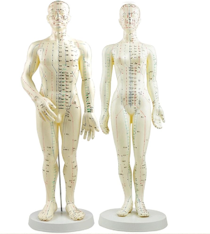 Acupuncture Model 50cm Male with Base Human acupuncture meridians model Acupuncture Starter Kit (Women)