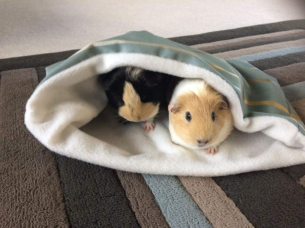 Guinea Pig Double Snuggle Sack Amazon.co.uk Handmade