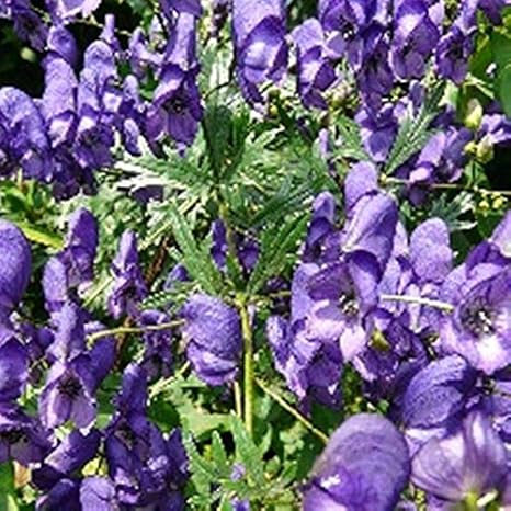 Amazon 種子 種子 トリカブト 25種 アートフレーム ポスター オンライン通販