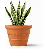 vensovo 8 Inch Terracotta Pot for Plants, Rope Pattern with Drainage Hole | Large terra cotta clay flower pot for indoor outdoor plants, herbs, patio garden, flowers and home decor