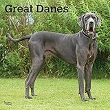 Great Danes International Edition 2020 12 x 12 Inch Monthly Square Wall Calendar, Animals Dog Breeds by
