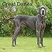 Great Danes International Edition 2020 12 x 12 Inch Monthly Square Wall Calendar, Animals Dog Breeds by