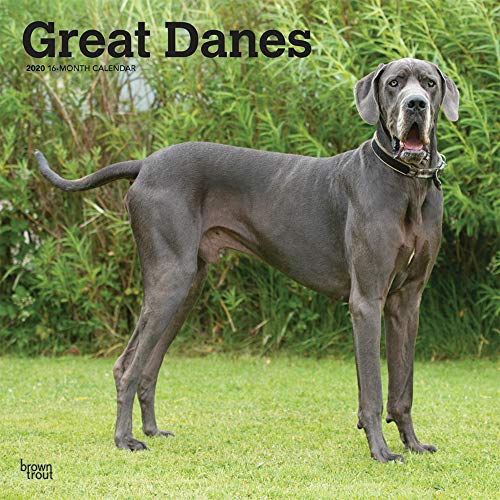 Great Danes International Edition 2020 12 x 12 Inch Monthly Square Wall Calendar, Animals Dog Breeds by