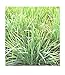 Body Scrub - Dead Sea Salt Detox - Lemongrass Shire - Hydrating Oils