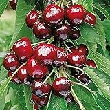 Dwarf Cherry Tree 15 Seed (Prunus avium) Edible Fruit Bearing Tree
