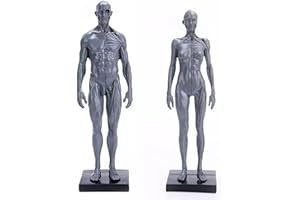 MMODEL Male&Female Human Anatomy Figure Ecorche and Skin Model Lab Supplies, Anatomical Reference for Artists (Gray)
