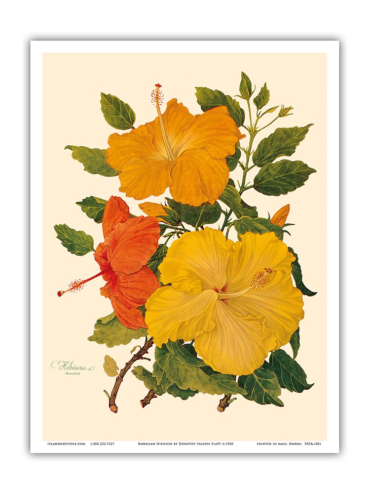 Hawaiian Hibiscus - Honolulu Hawaii USA - Vintage Botanical Illustration by Dorothy Falcon Platt c.1950 - Master Art Print (Unframed) 9in x 12in