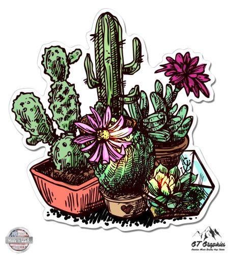 Cacti Terrarium - 5