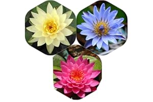 Planterest - Water Lily Tuber 3 Pre-Grown Hardy Lily Rhizome Live Aquarium Plant